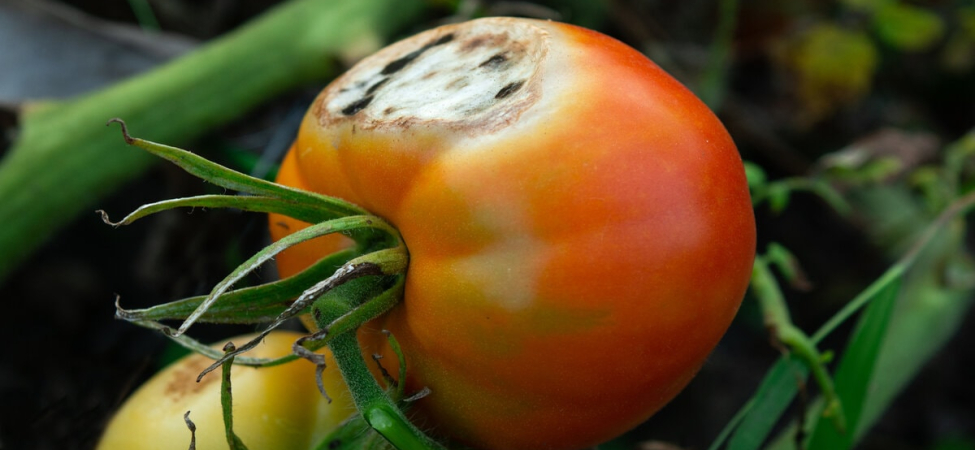 curuyen-domates-nasil-degerlendirilir-jIXHRl6N.jpg